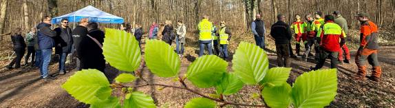 Buchen pflanzen in Peine