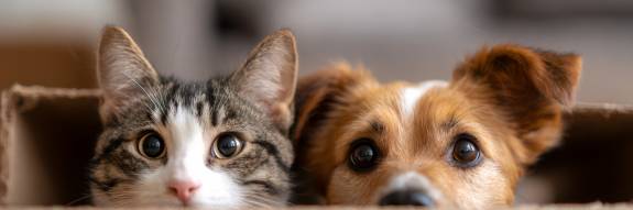 Hund und Katze Tierheim